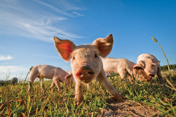MG&A visits Pig & Poultry Fair 2016