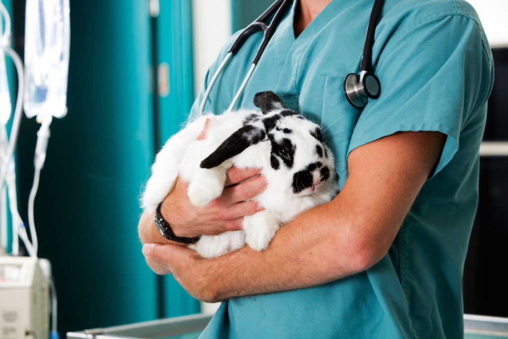 Coping with chronic illness in a beloved pet: Are we doing enough to support pet owners to employ relevant and helpful coping strategies?