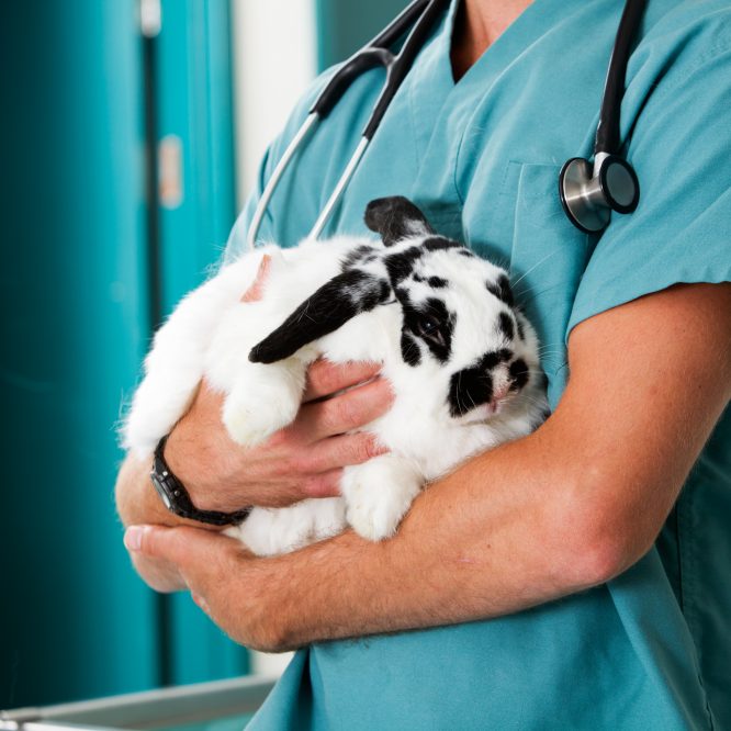 Coping with chronic illness: Are we doing enough to support pet owners in developing relevant and helpful coping strategies?